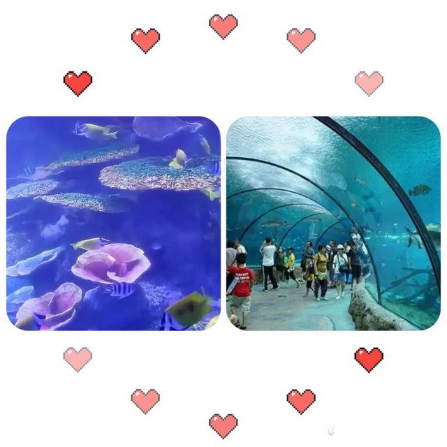 滄縣水族店，云山花卉水族滄縣及周邊區(qū)域的水族店信息整理如下