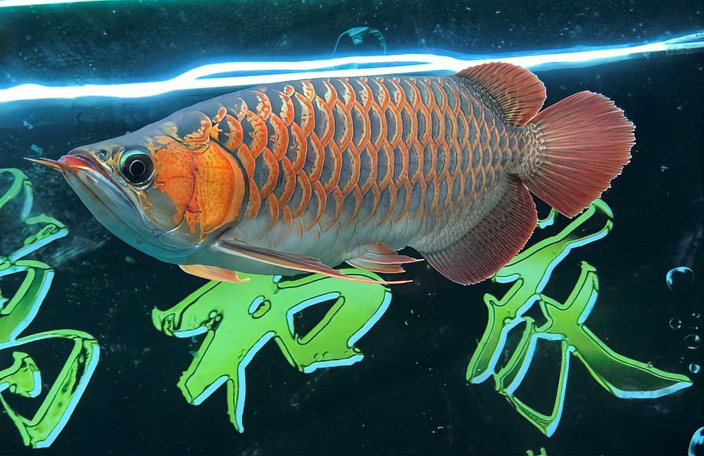 如何欣賞高端紅龍魚(yú)的照片？，如何欣賞高端紅龍魚(yú)