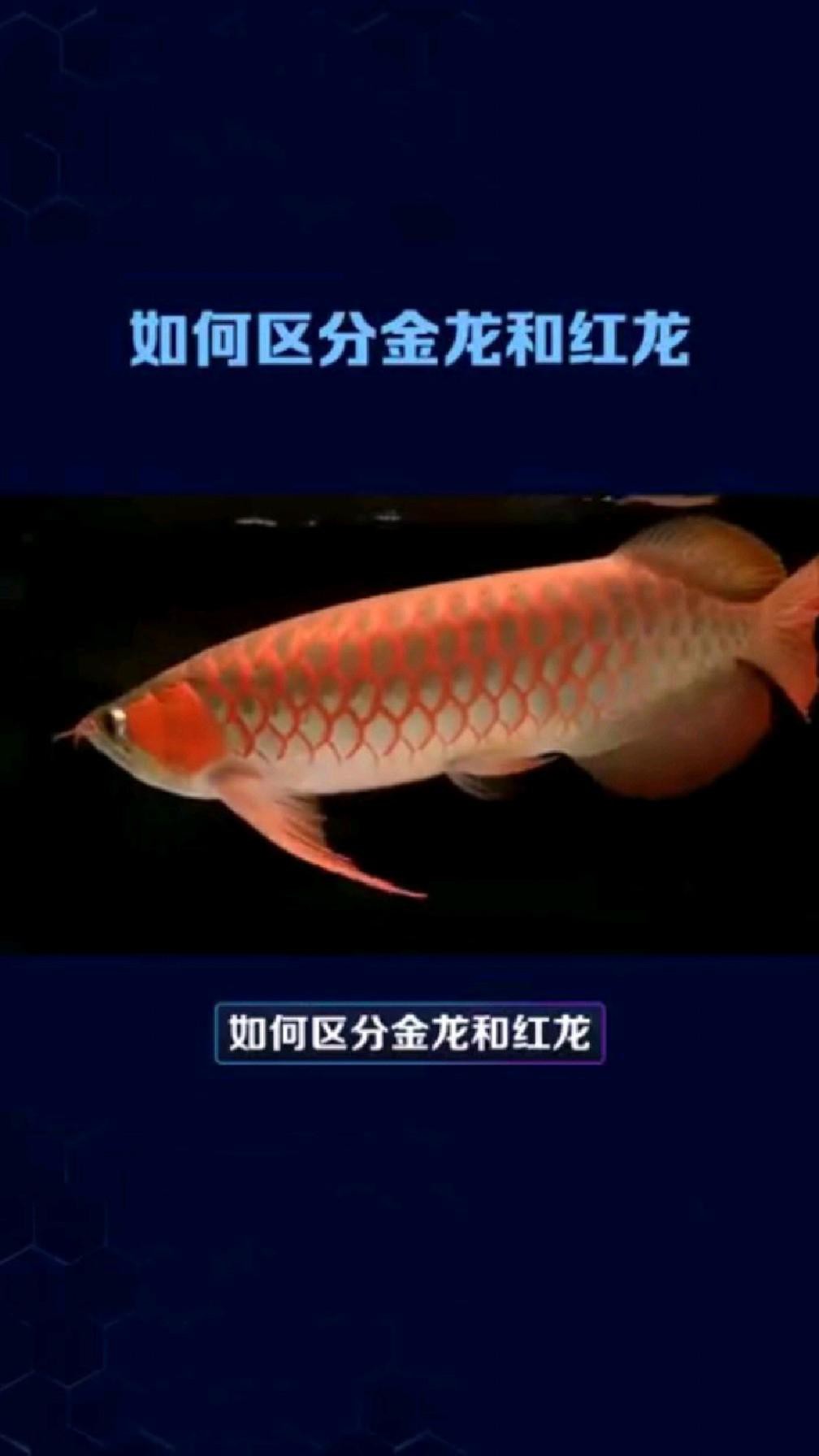 如何辨別金龍和紅龍的品質？，《如何辨別紅龍和紅龍的品質》如何區分金龍和紅龍的品質