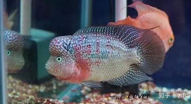 羅漢魚在泰國什么檔次，什么值得買什么值得買