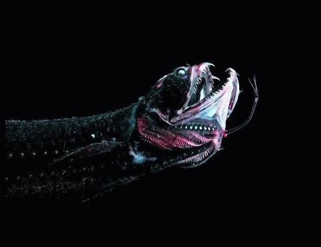 深海龍魚真實圖片，全球六大罕見深海魚