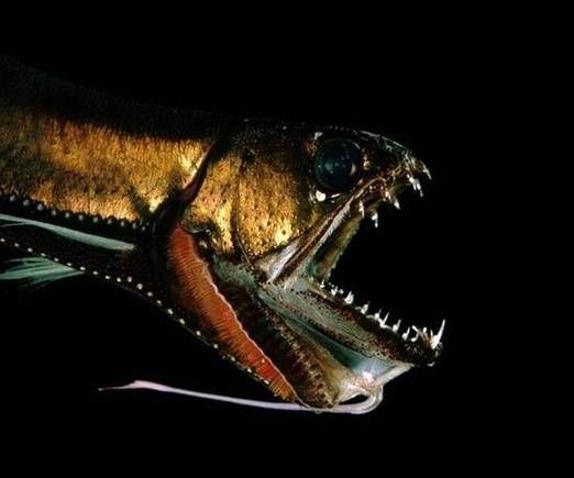 深海龍魚真實圖片，全球六大罕見深海魚