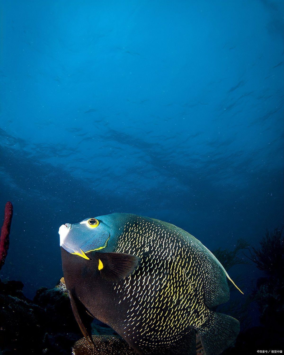 深海龍魚真實圖片，全球六大罕見深海魚