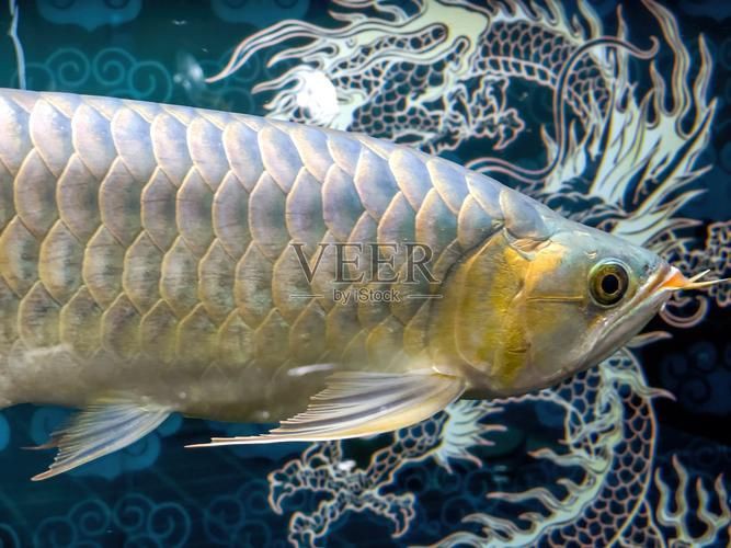 深海龍魚真實圖片，全球六大罕見深海魚