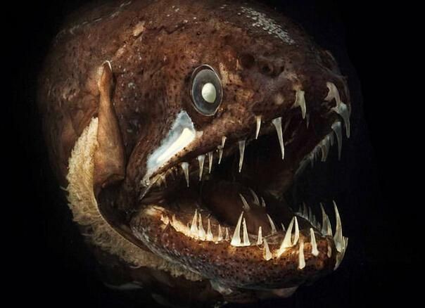 深海龍魚真實圖片，全球六大罕見深海魚