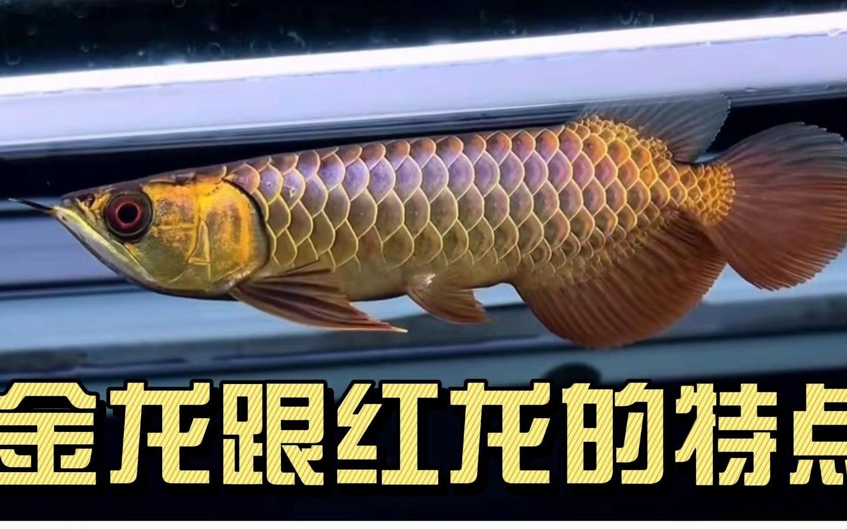 紅龍與金龍魚區別，小時候的金龍跟紅龍嗶哩嗶哩