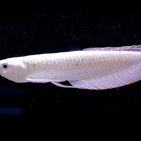 如何區分雪龍魚的不同品種？，銀帶雪龍與黑帶雪龍哪個更稀有？