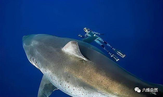 目前已知最大的大白鯊，世界上最大的大白鯊有多大？