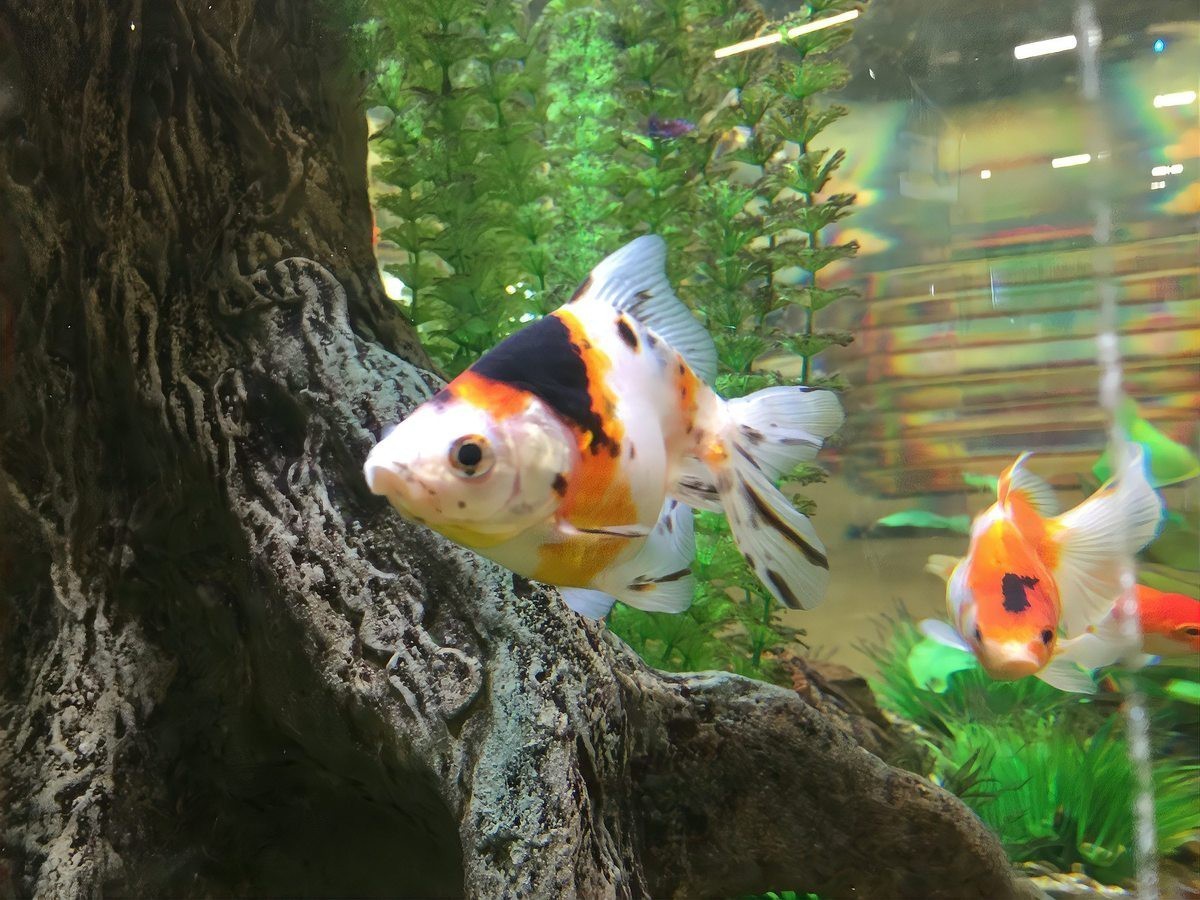 如何區分龍鳳魚和蝴蝶鯉？，如何區分龍鳳魚與蝴蝶鯉