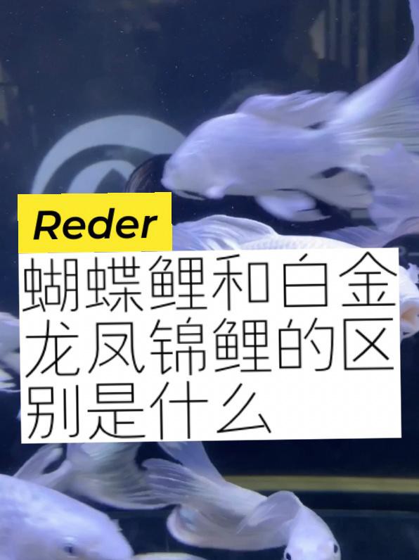 如何區分龍鳳魚和蝴蝶鯉？，如何區分龍鳳魚與蝴蝶鯉