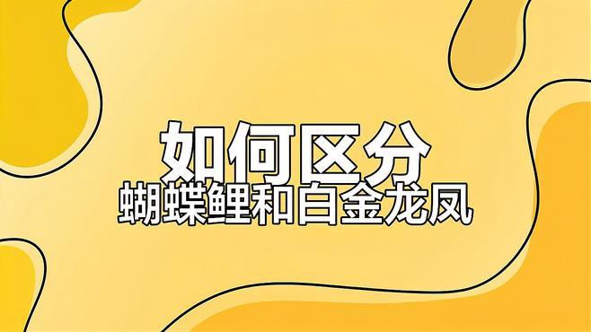 如何區分龍鳳魚和蝴蝶鯉？，如何區分龍鳳魚與蝴蝶鯉