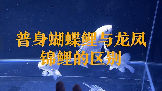 如何區分龍鳳魚和蝴蝶鯉？，如何區分龍鳳魚與蝴蝶鯉