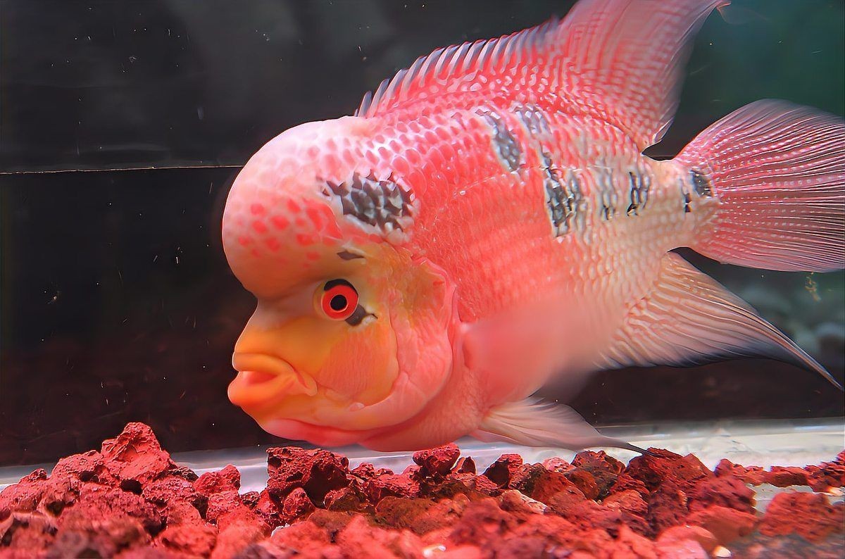 白子招財龍是冷水魚嗎，如何判斷白子招財龍是否健康