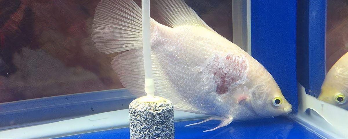 白子招財龍是冷水魚嗎，如何判斷白子招財龍是否健康