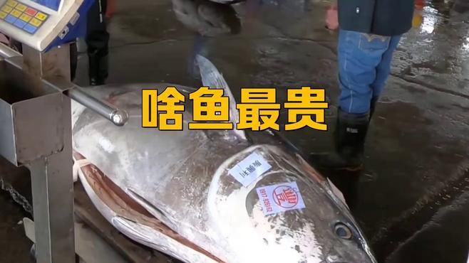 世界上最貴的魚(yú)是什么魚(yú)，世界上“最昂貴”的10種魚(yú)，嘔吐物比黃金還貴