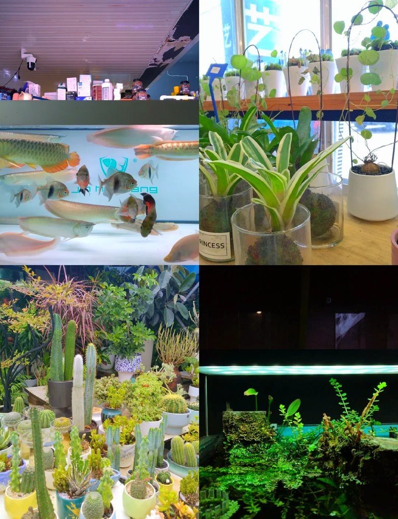 紅星水族店，河源市源城區紅星帝皇水族館