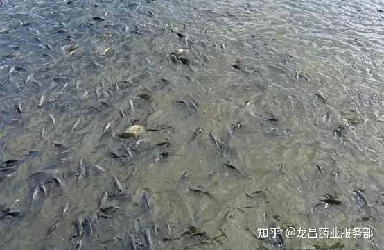 仟湖3號主治什么魚病，thy仟湖三號魚藥詳解：主治病癥與科學使用方法