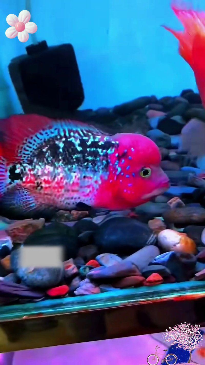 羅漢魚(yú)批發(fā)一條街在哪里，廣州羅漢魚(yú)批發(fā)市場(chǎng) 羅漢魚(yú)批發(fā)一條街在哪里，廣州羅漢魚(yú)批發(fā)市場(chǎng) 龍魚(yú)百科 第8張