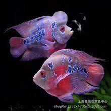 羅漢魚(yú)批發(fā)一條街在哪里，廣州羅漢魚(yú)批發(fā)市場(chǎng) 羅漢魚(yú)批發(fā)一條街在哪里，廣州羅漢魚(yú)批發(fā)市場(chǎng) 龍魚(yú)百科 第1張