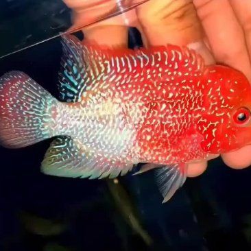 羅漢魚(yú)批發(fā)一條街在哪里，廣州羅漢魚(yú)批發(fā)市場(chǎng) 羅漢魚(yú)批發(fā)一條街在哪里，廣州羅漢魚(yú)批發(fā)市場(chǎng) 龍魚(yú)百科 第6張