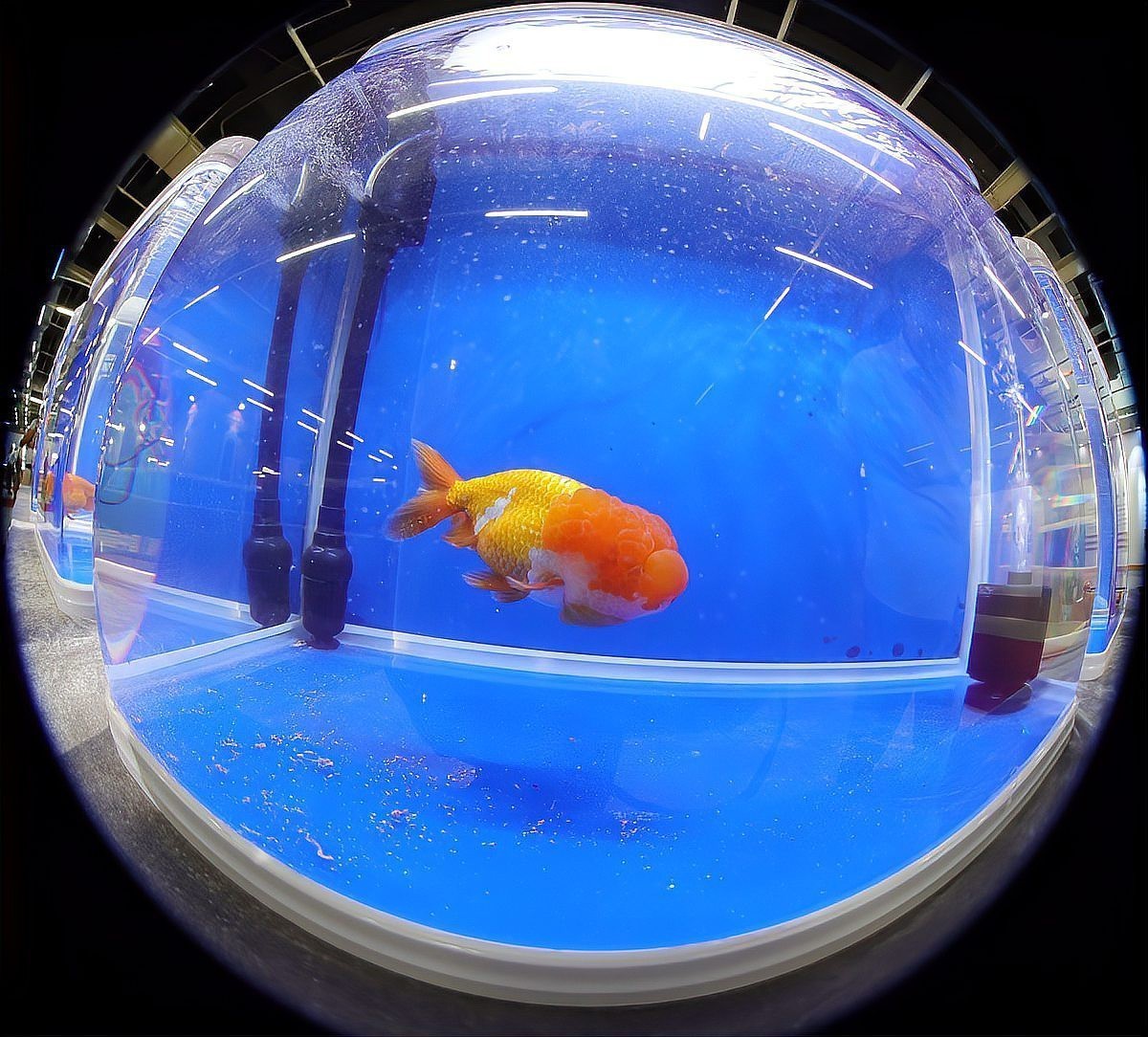 曼龍魚可以餓多久再喂，養魚高手的“喂食日歷”公開萌寵百科小團團展開注意事項