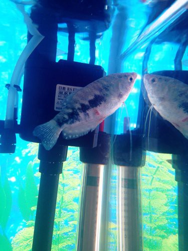 曼龍魚可以餓多久再喂，養魚高手的“喂食日歷”公開萌寵百科小團團展開注意事項