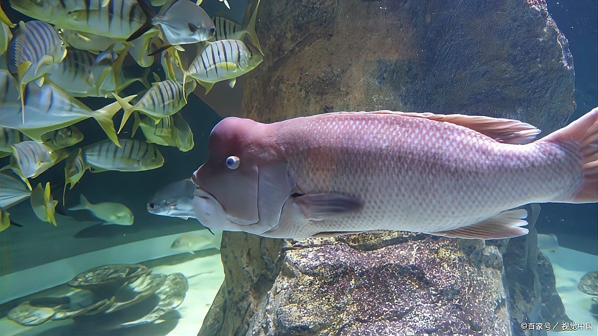 曼龍魚可以餓多久再喂，養魚高手的“喂食日歷”公開萌寵百科小團團展開注意事項