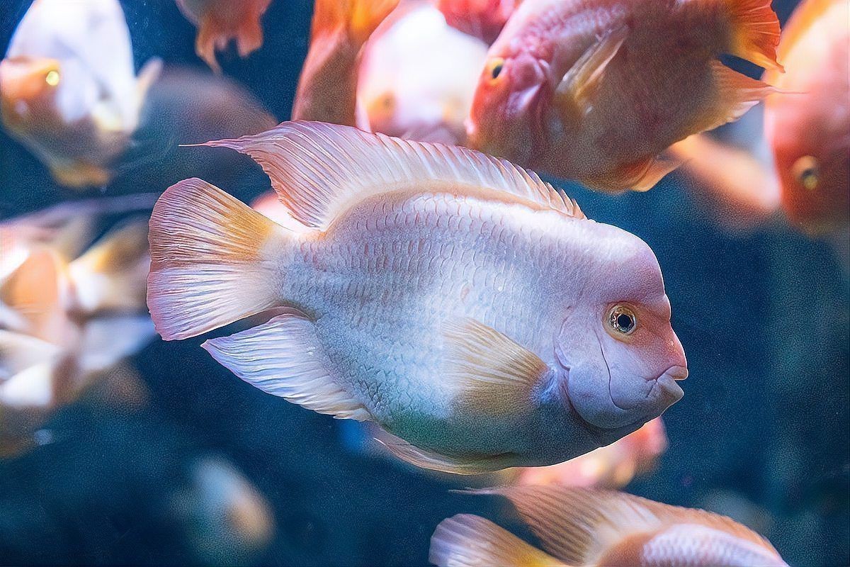 羅漢魚2024年價格,2024年羅漢魚價格一般多少錢一條 龍魚百科 第6張 羅漢魚2024年價格,2024年羅漢魚價格一般多少錢一條 羅漢魚2024年價格,2024年羅漢魚價格一般多少錢一條 龍魚百科 第6張
