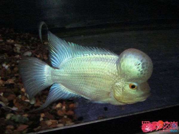 羅漢魚2024年價格，2024年羅漢魚價格一般多少錢一條