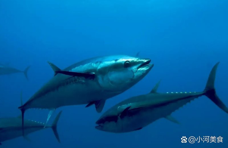 什么海魚最貴，世界上最貴的魚類，你知道幾種？