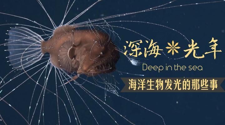 深海龍魚是如何發光的？，深海龍魚的發光機制