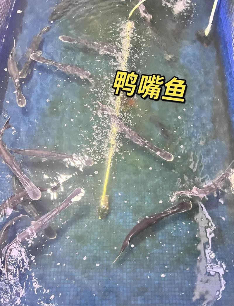 凍鴨嘴魚的家常做法大全，《凍鴨嘴魚的家常做法大全》