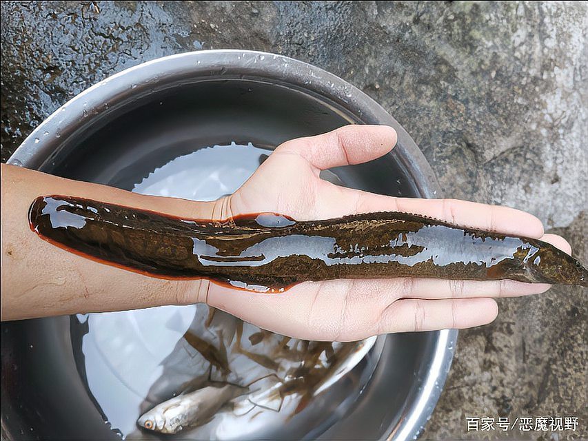 刀鰍魚的最佳吃法，《刀鰍魚的最佳吃法》刀鰍魚的最佳吃法
