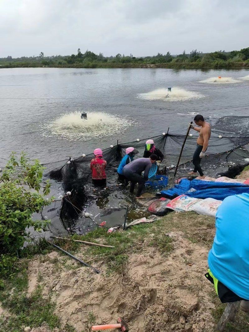 拉活魚平臺app，“拉活魚”平臺是什么？
