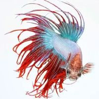 湛江魚缸定做，湛江海鮮魚缸定做 湛江魚缸定做，湛江海鮮魚缸定做 全國水族館企業名錄 第2張