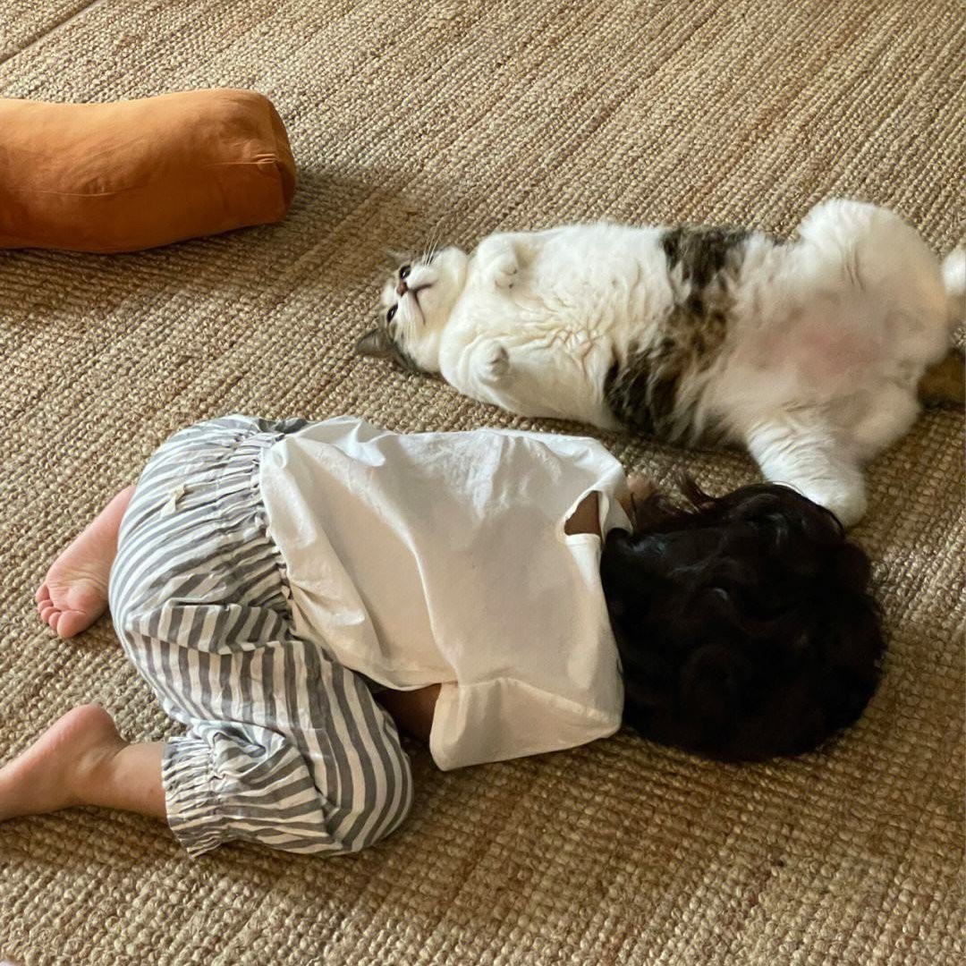 什么樣的家庭適合養貓，什么樣的家庭適合養貓？