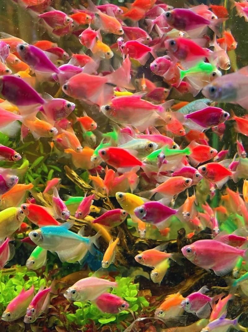 漢中水族批發市場，漢中市水族批發市場