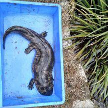 漢中水族批發市場，漢中市水族批發市場