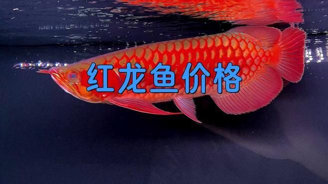 紅龍魚的市場價格如何評估？，紅龍魚一般多少錢一只