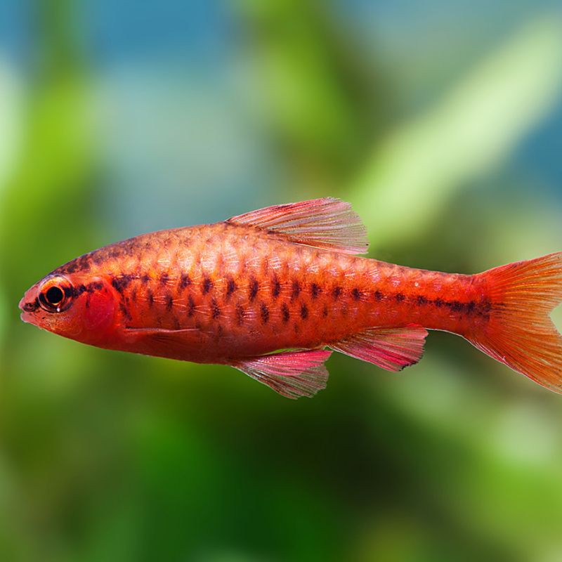 紅玫瑰魚是什么品種，正的紅玫瑰魚（櫻桃無須）