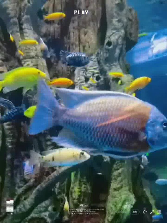 西雙版納水族店，中國首家湄公河流域淡水魚水族館在云南臺都市條形碼