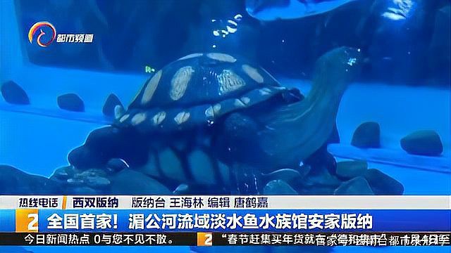 西雙版納水族店，中國首家湄公河流域淡水魚水族館在云南臺都市條形碼