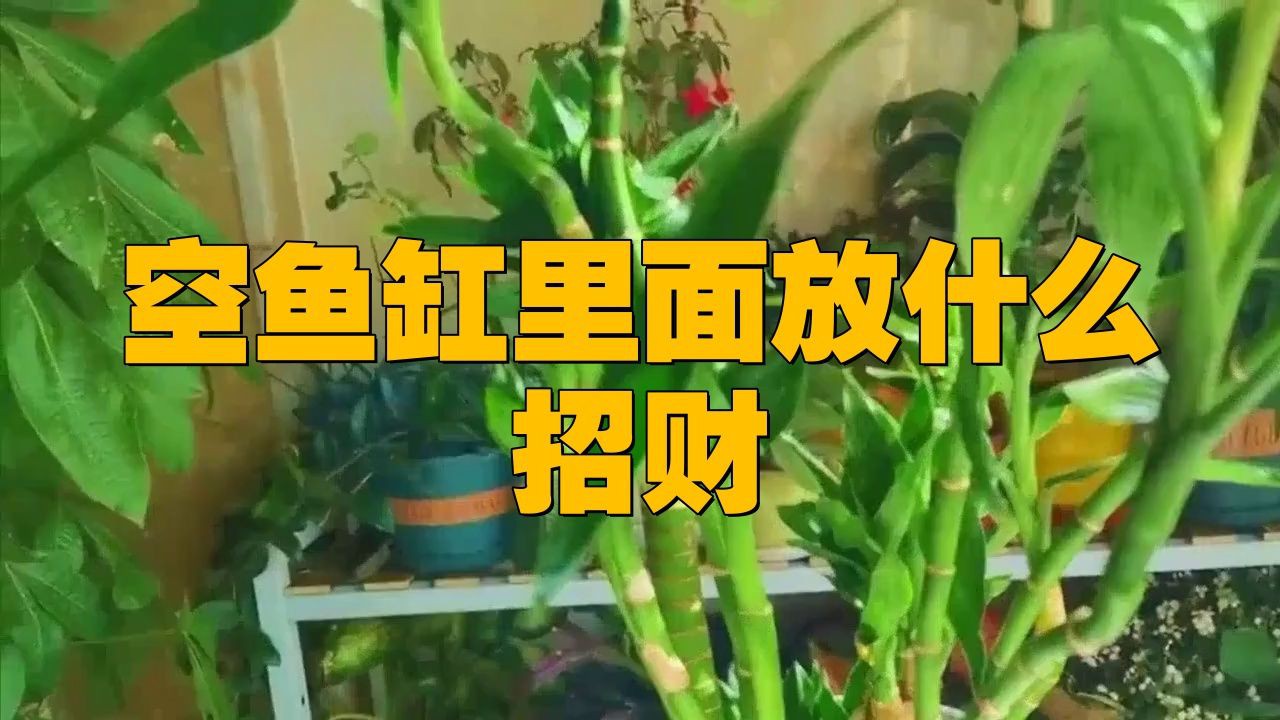 空魚缸放啥最旺財，空魚缸放什么最旺財