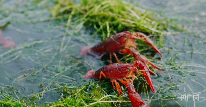 灌南龍魚店，灌南龍魚市場在哪里