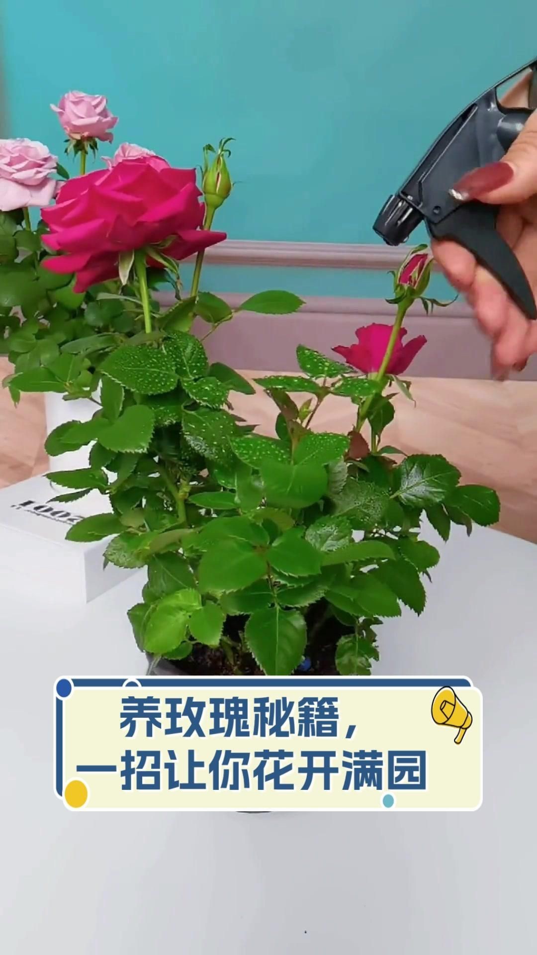 玫瑰怎么養(yǎng)才能養(yǎng)活，新買盆栽玫瑰怎么養(yǎng)養(yǎng)玫瑰“12大”疑難雜癥大解析
