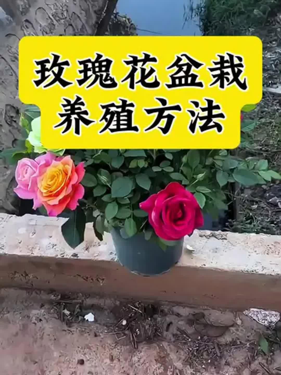 玫瑰怎么養才能養活，新買盆栽玫瑰怎么養養玫瑰“12大”疑難雜癥大解析