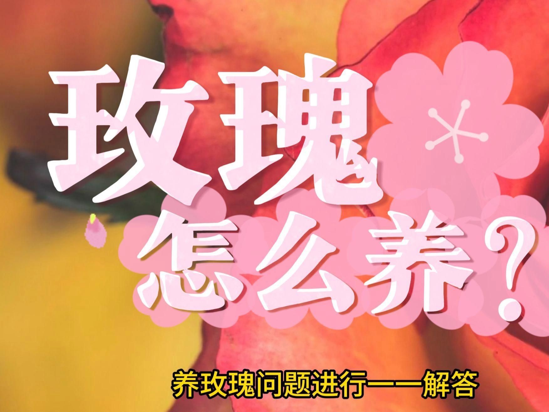 玫瑰怎么養(yǎng)才能養(yǎng)活，新買盆栽玫瑰怎么養(yǎng)養(yǎng)玫瑰“12大”疑難雜癥大解析