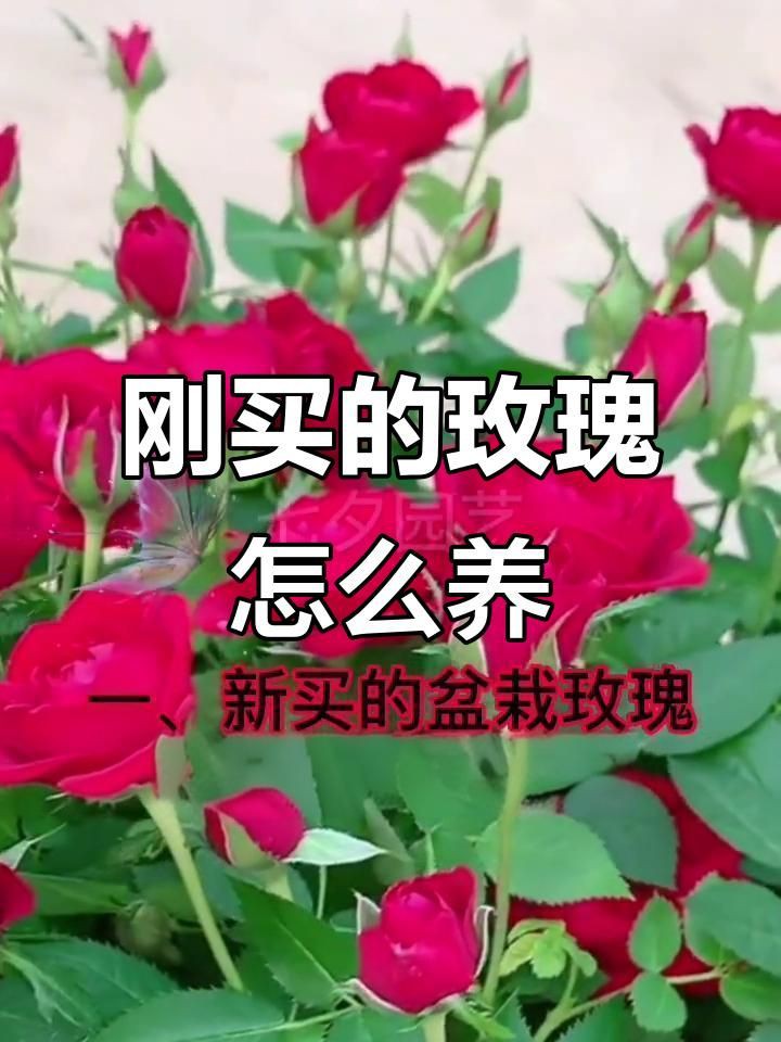 玫瑰怎么養才能養活，新買盆栽玫瑰怎么養養玫瑰“12大”疑難雜癥大解析