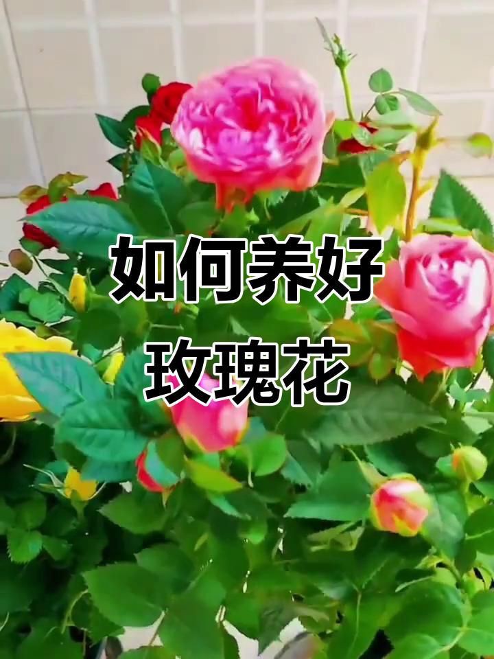 玫瑰怎么養(yǎng)才能養(yǎng)活，新買盆栽玫瑰怎么養(yǎng)養(yǎng)玫瑰“12大”疑難雜癥大解析