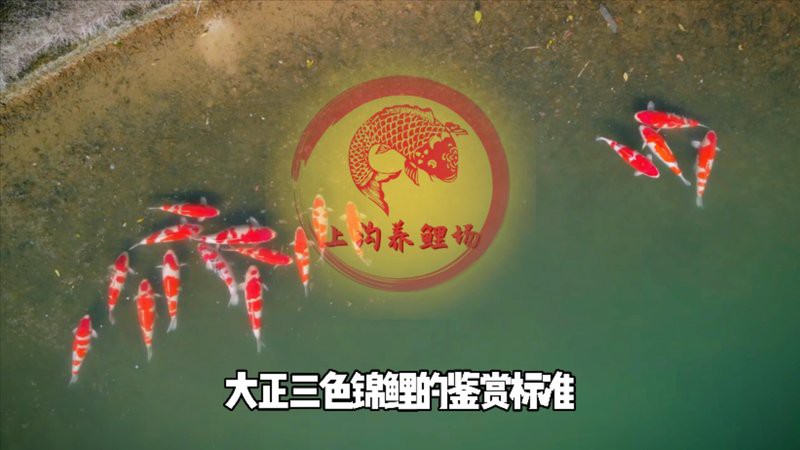 七紋鯉最忌三種顏色，七紋紋身的色彩禁忌